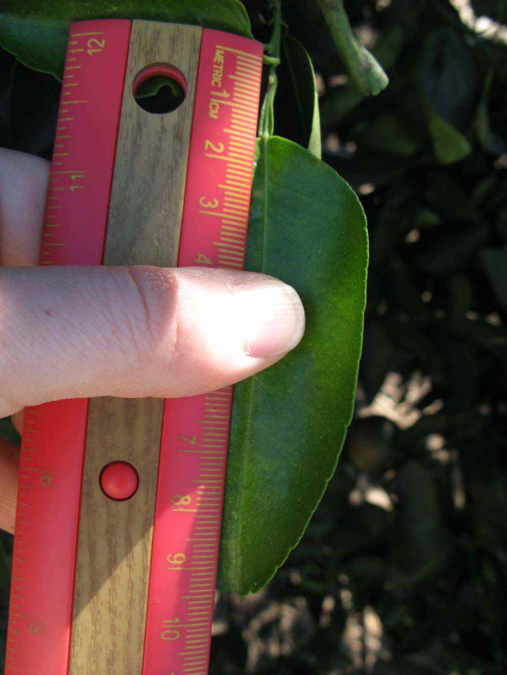              Unifoliolate leaf (Winter Haven, FL)       